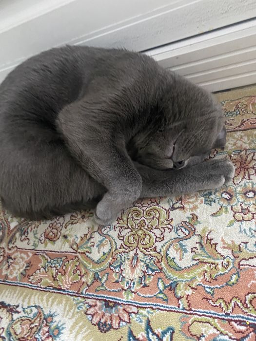 отдам кота в добрые руки