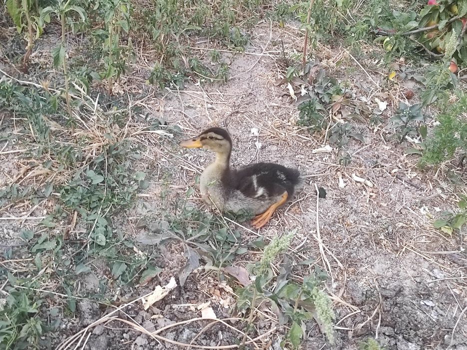 Индаутка 1yarim oylik