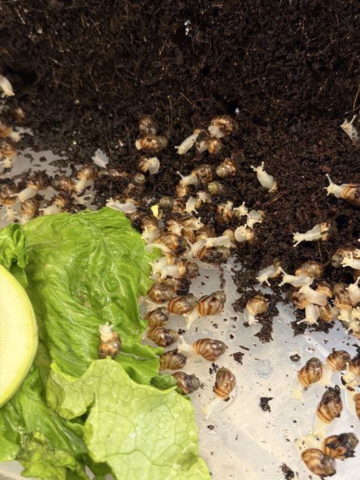 Продам улиток Ахатин