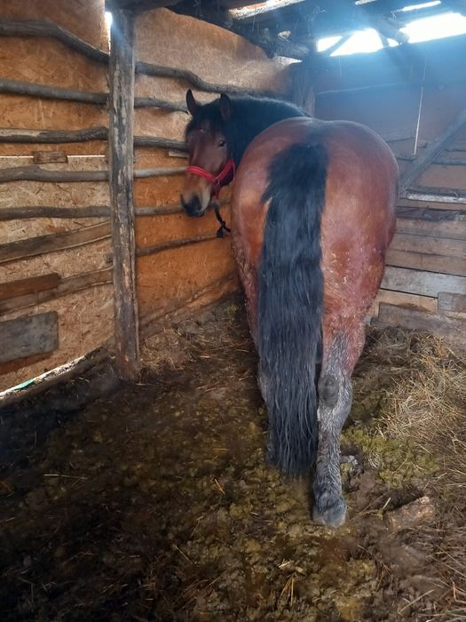 Iapa de vânzare are 3 ani și jumătate