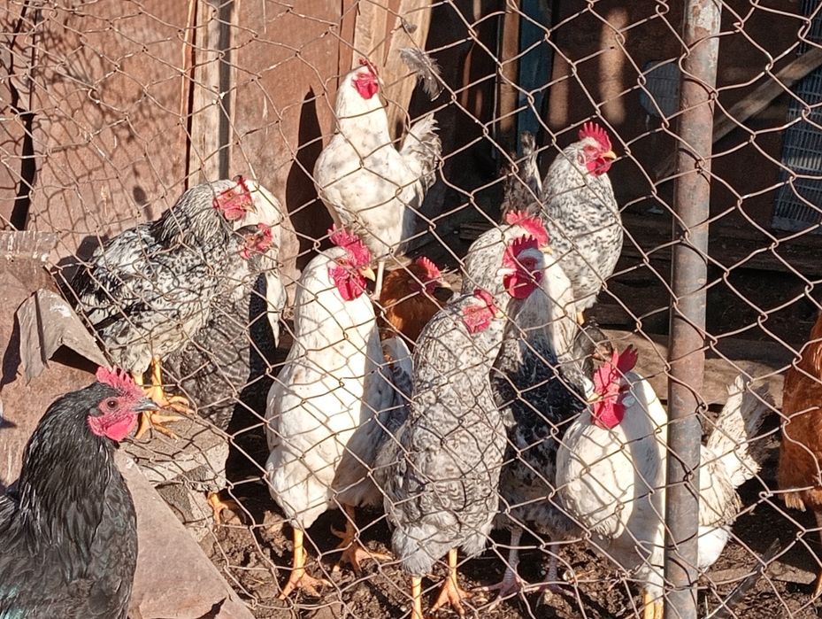 Оптом продам петушков