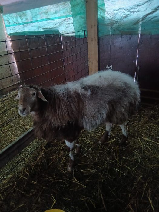 Отличный кошкар-производитель