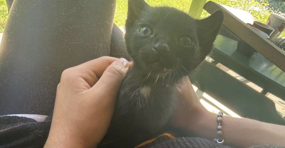 Adopție pisicuțe
