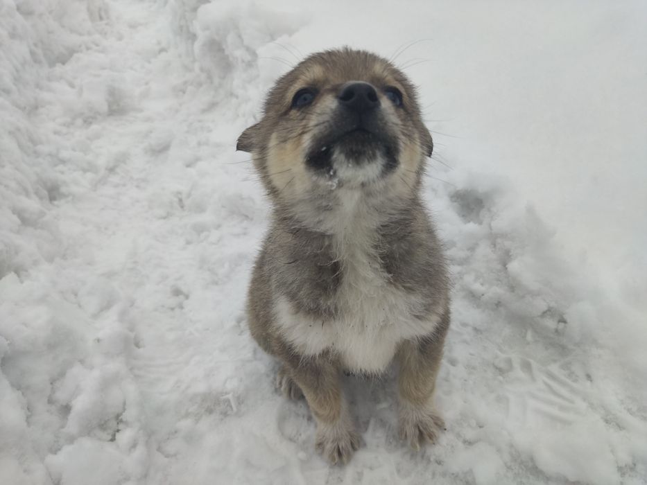 Отдам щенков в хорошие руки