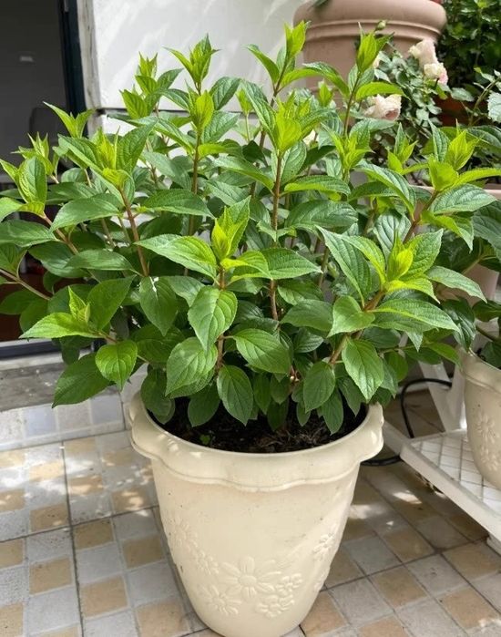 Метельчатая гортензия