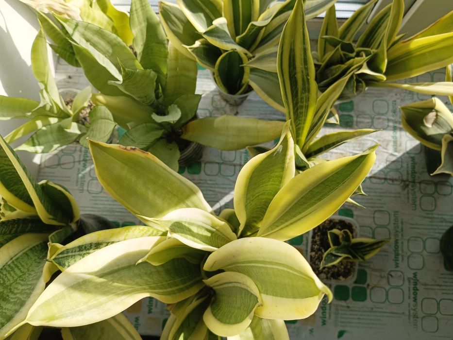 Сансевиерии, обмен