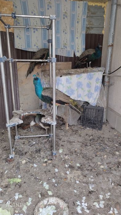 Продаю Павлинов Индийских