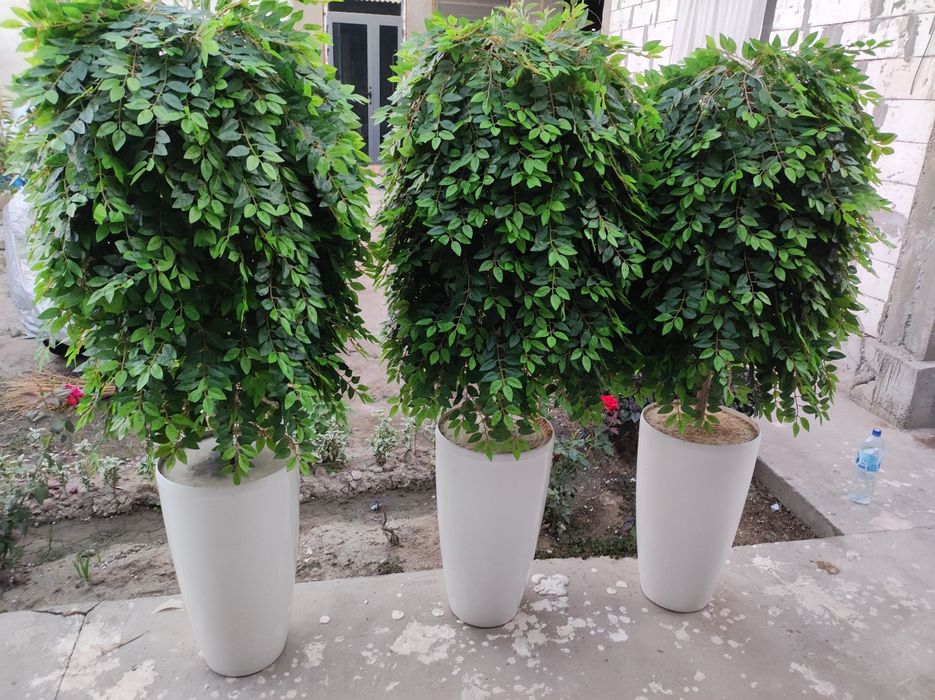 Suniy gullar искусственный цветы