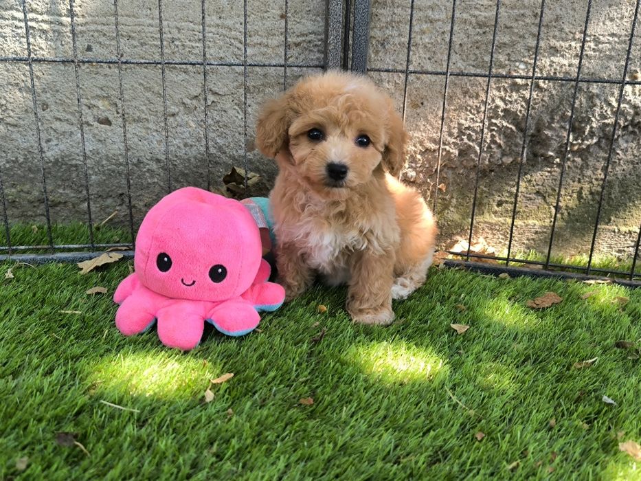 Vand fetita Maltipoo f1 rosu toy
