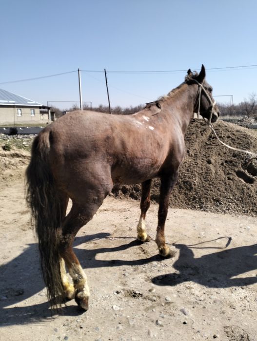 8 жасар айғыр сатылады!!!
