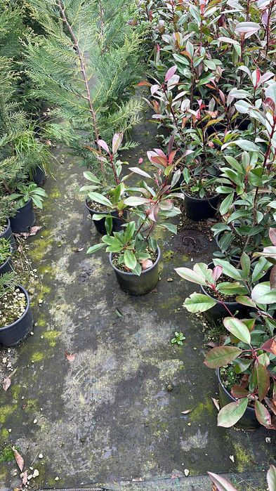 Photinia Gard viu
