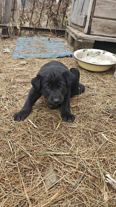 Отдам в добрые руки