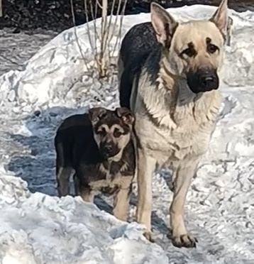 Продам щенков ВЕО