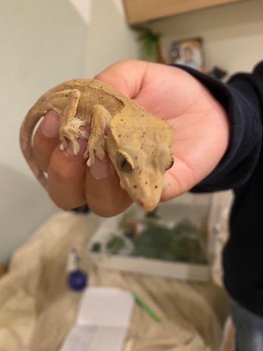 soparla geko cu creasta maro