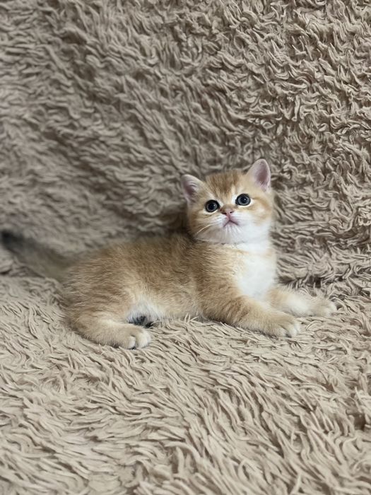 Продается скоттиш страйт (окрасом золотая шиншилла)