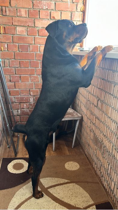 Ищем девочку ротвейлера для вязки