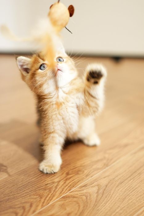 Шиншиллы Алматы котята