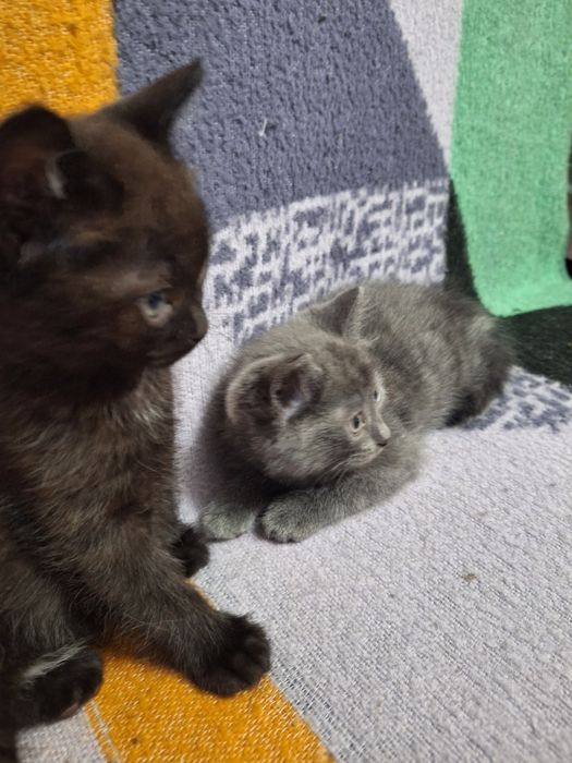 Отдам котят от британской кошки