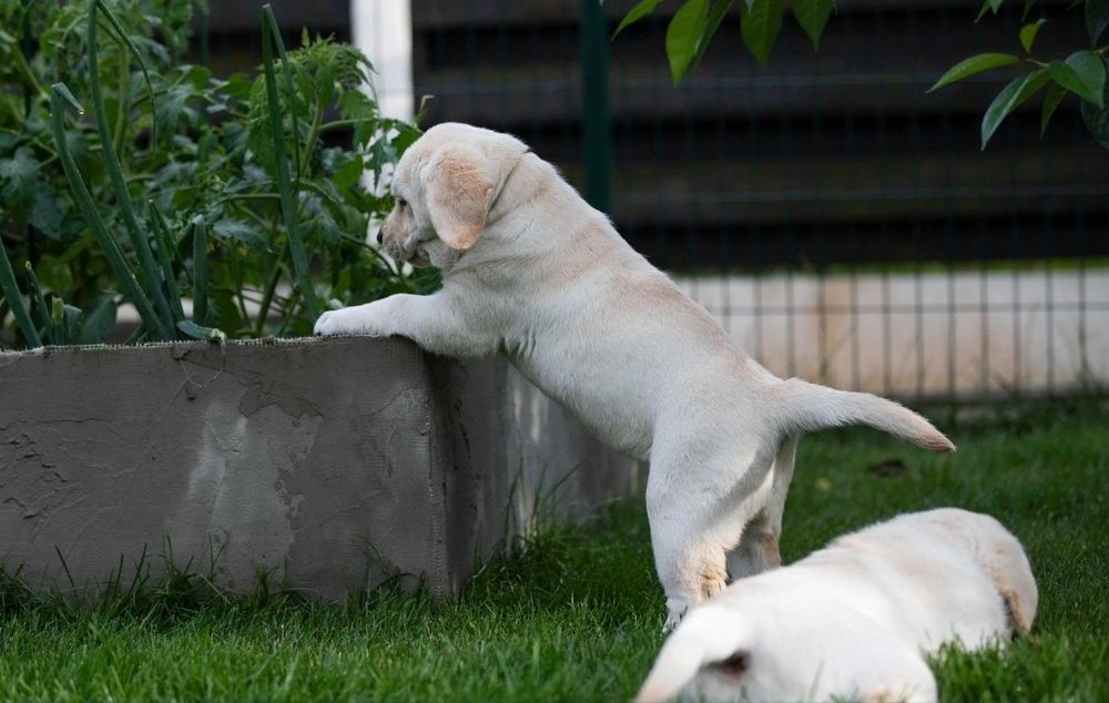 Чистокръвни Лабрадор ретривър мс.ваксини,чип+паспорт