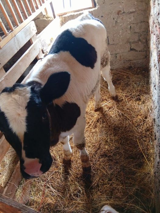 Vând vitea tânără