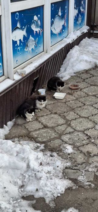 даром Котята ищут дом.