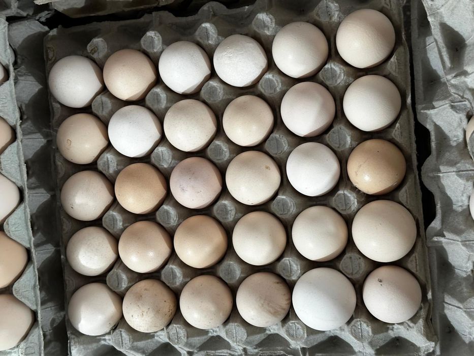 Oua de găină de la tara