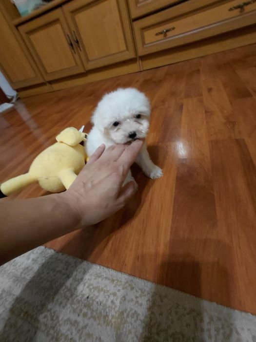 Bichonel pufosenia casei