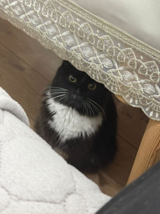 Отдам кошку в хорошие руки