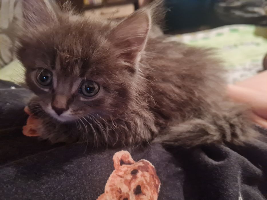 Отдам котёнка,  девочка