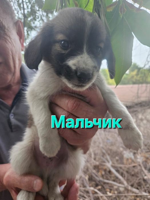Срочно в добрые руки.  Щенок