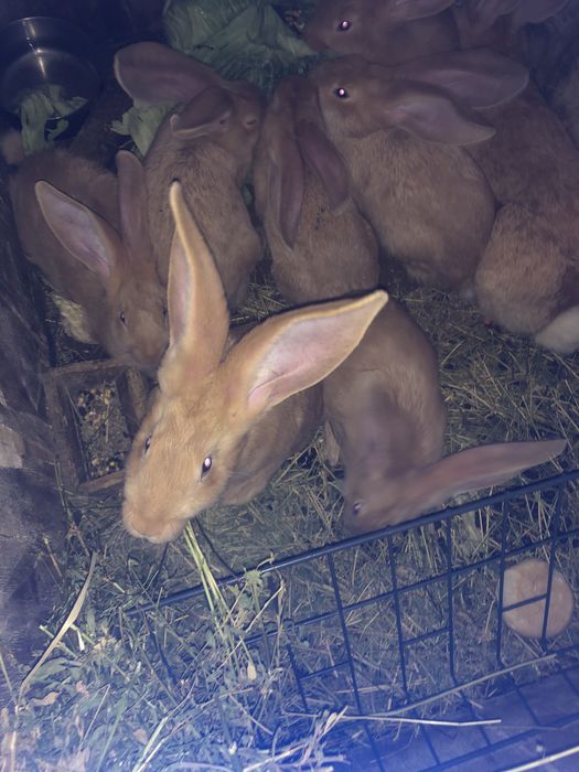 Vand iepuri  si iepuroaica