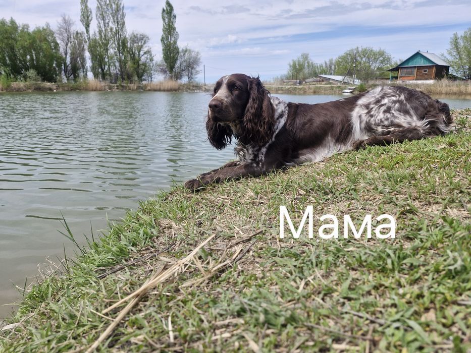 Щенки русского спаниэля