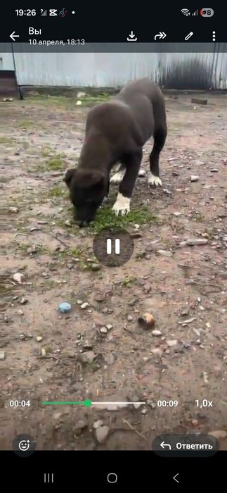 Продам алабая щенка