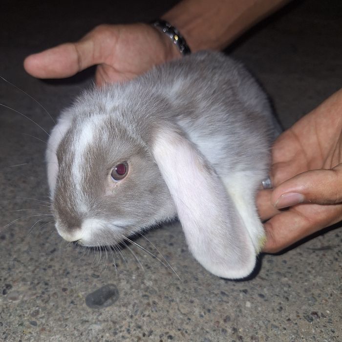 Кролики декоративные