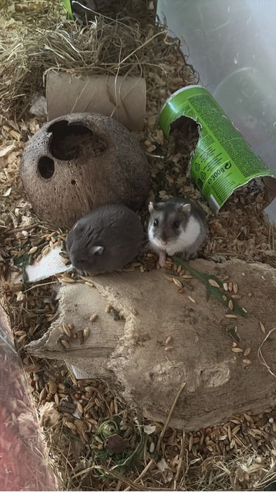 Hamsteri pitici