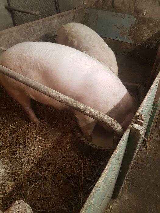 Прасета за клане