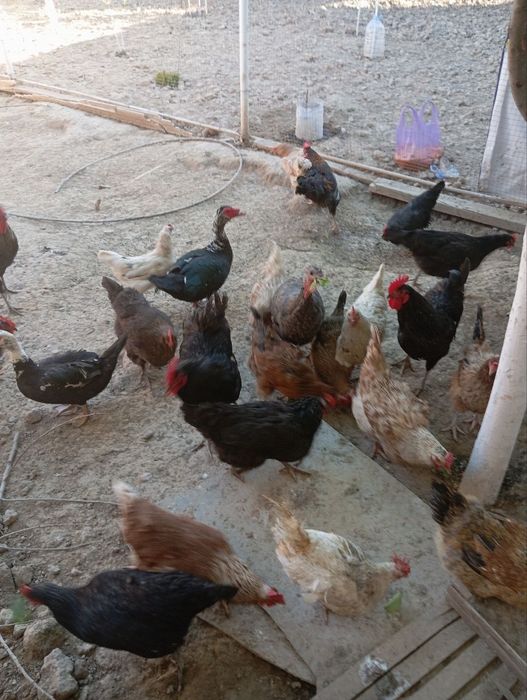 Damashni tovuqlarni tuxumi bor  kimga kerak boʻlsa murojaat qiling