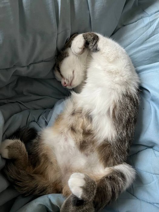 Кошка девочка бесплатно
