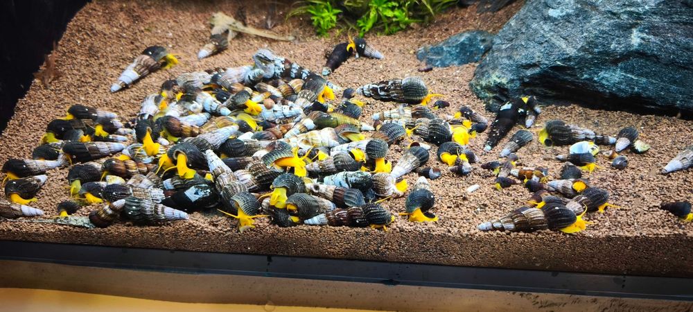 Аквариум 100L + външен филтър SunSun + Anubias + Tylomelania