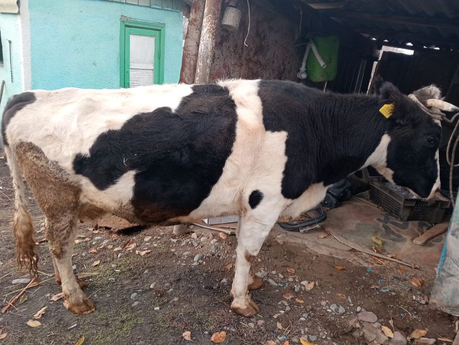 Продам корову седьмым отёлам