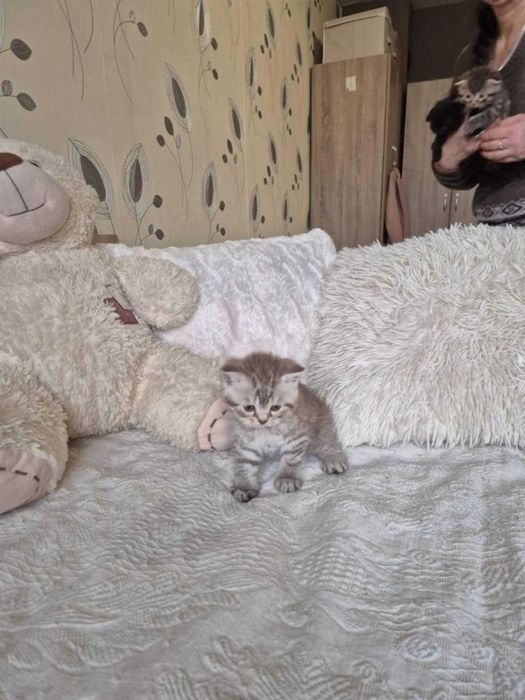 Британски късокосмести котета