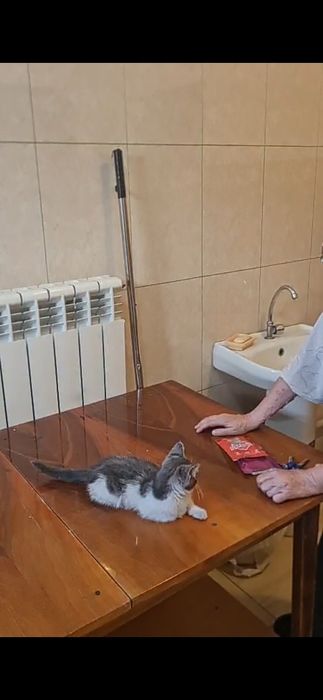 Отдается в хорошие руки котёнок девочка 3 мес