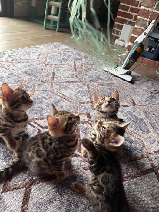 Продам бенгальских котят