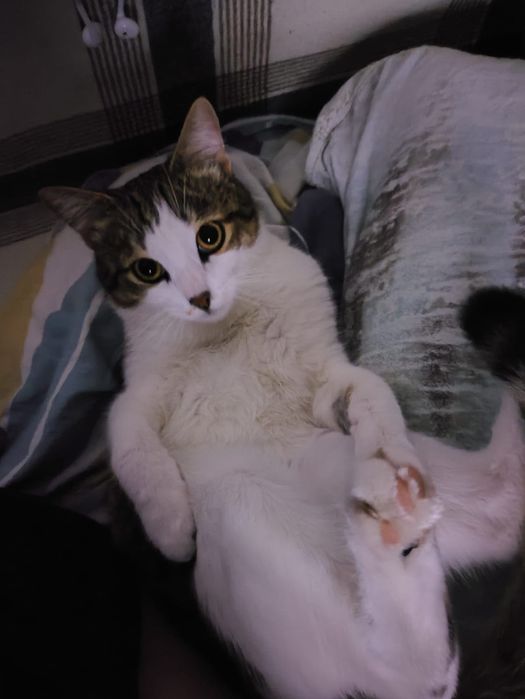Срочно отдаю кота.