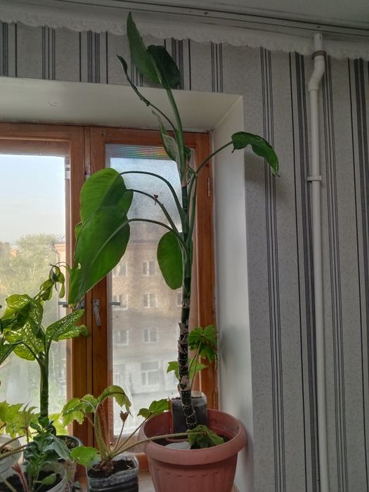 Продам комнатные растения бегония