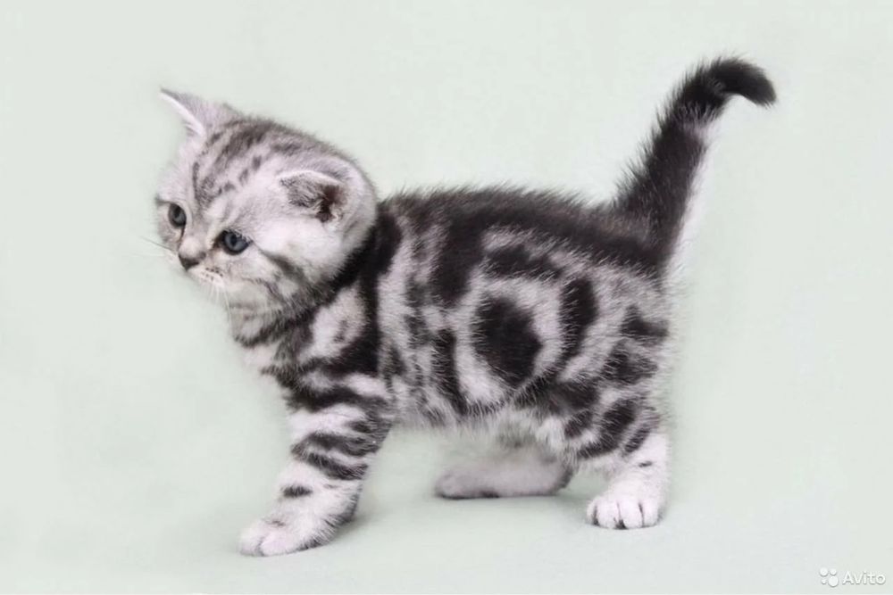 Шотландские котята