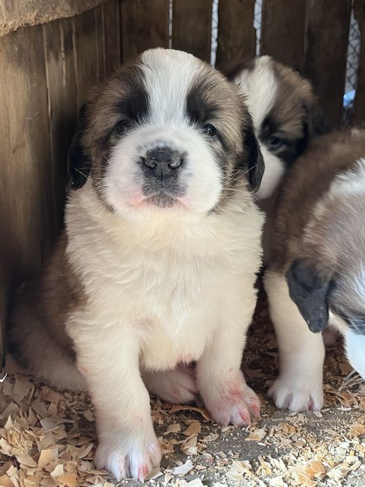 Щенки сенбернара