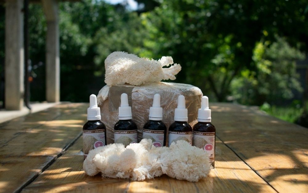 Tinctura coama leului, ganoderma, coada curcanului