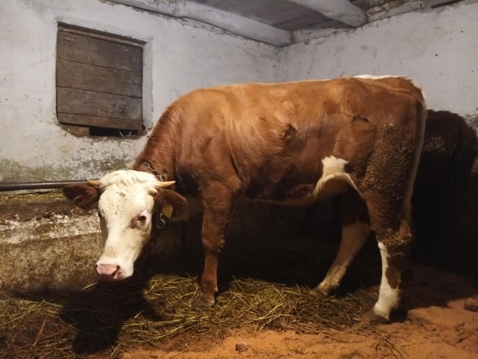 Vând doua jurinci mari de un an jumate din mame bune de lapte