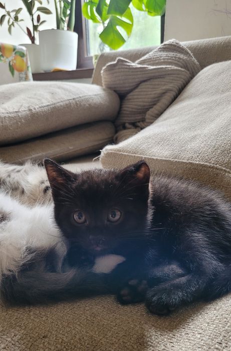 Отдам котят в добрые руки